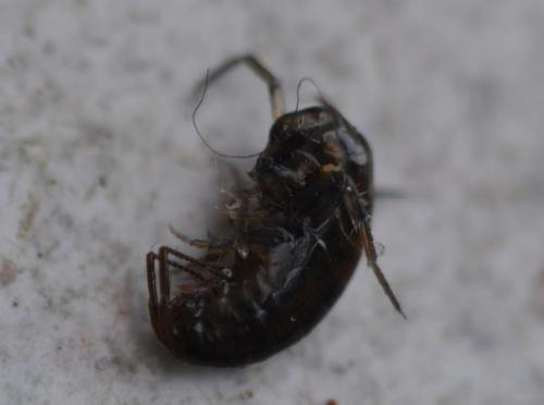 Arcitalitrus dorrieni
